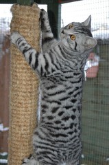 Black Silver Spotted Tabby