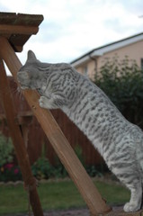 Blue Silver Spotted Tabby