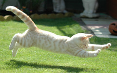 Cream Silver Spotted Tabby